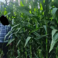 ذرت علوفه ای