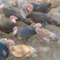 بوقلمون برنز|حیوانات مزرعه|پیشوا, |دیوار