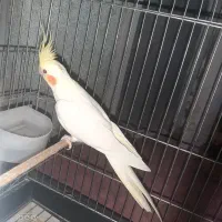 عروس هلندی لوتینو