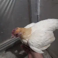 مرغ منیاتوری