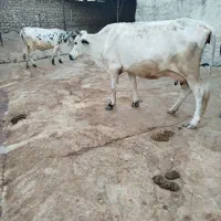 گاو گوساله|حیوانات مزرعه|ایذه, |دیوار