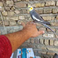 جفت عروس هلندی حرفه ای رام رام|پرنده|هشتگرد, هشتگرد قدیم|دیوار