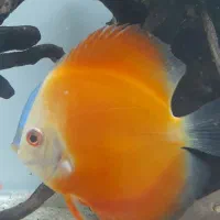 ماهی دیسکس ۲ عدد|ماهی|تهران, مهرآباد جنوبی|دیوار