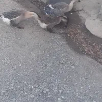 قو غاز،۱عدد نر و۳عددماده