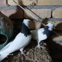 جوجه طوقی سیاه|پرنده|آران و بیدگل, |دیوار