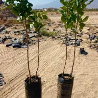 خرید بدون واسطه با قیمت باورنکردنی