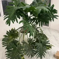 برگ انجیری سایز بزرگ