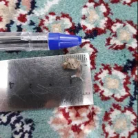 حلزون آفریقایی آلبینو. قیمت هر عدد