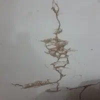 سمپاشی وموریانه زدایی باضمانت نامه کتبی