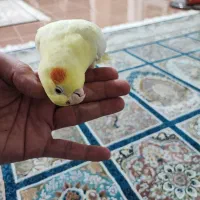 عروس هلندی ۸ ماهه