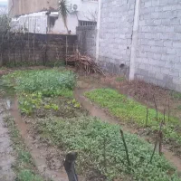 244مترزمین-با-پروانه-کولاک-محله