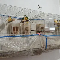 فنچ گلدین بالغ وسرحال جفت شده تخمدار،همراه بالوازم