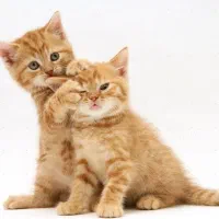 گربه بریتیش جینجر حضوری در اهواز