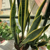 فروش گل سانسوریا بدون آفت گلدون نو،خاک اماده مرغوب