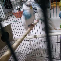 مرغ عشق|پرنده|اردبیل, |دیوار