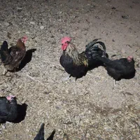 مرغ خروس جوجه محلی اصیل|حیوانات مزرعه|کرمان, |دیوار