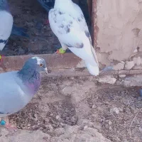 جوانه  نر گرفتنی