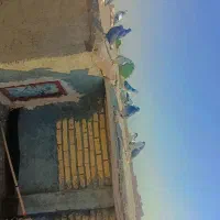 کبوتر|پرنده|سیدآباد, |دیوار