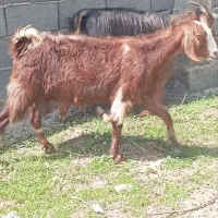 فروش ده رس بز خوب جوان