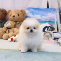 مینیاتوری خرسی|سگ|تهران, شهرک آزمایش|دیوار