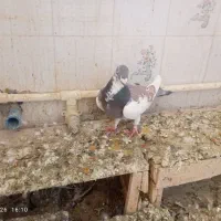 نرو ماده پلاکی بشرط پرش و تخم و جوجه