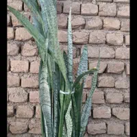 گل طبیعی|گل و گیاه طبیعی|خرم‌آباد, |دیوار