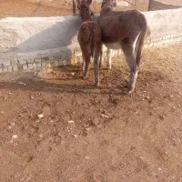 الاغ زاییده جوان|حیوانات مزرعه|تاکستان, |دیوار