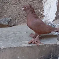 راعب اصیل معاوضه|پرنده|قرچک, میرزائی شمالی|دیوار