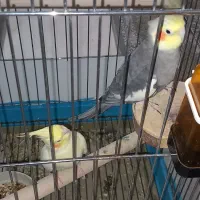 عروس هلندی باتخم
