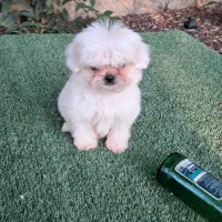 سگ شیتزو سوپر فلت