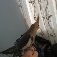 یک جفت عروس هلندی نرو ماده زیبا مفت|پرنده|املش, |دیوار