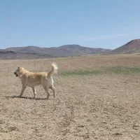 سگ گله|سگ|سردرود, |دیوار