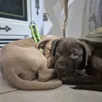 توله پیت بول|سگ|کرج, حیدرآباد|دیوار