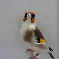 سهره چانه سفید ماده توام