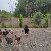 دو عدد خروس محلی