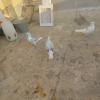 کبوتر دوکت.پشتدار سرور|پرنده|کرج, ساماندهی|دیوار