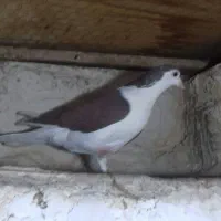 پلاس|پرنده|قم, چهار مردان|دیوار