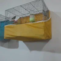 سهره نروماده ارم ودستی