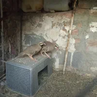 اسباب بازی بچه مرغ|اسباب‌بازی بچه|ایرانشهر, |دیوار