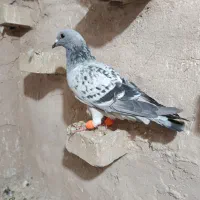 کفتر پرشی و جفتگاه|پرنده|گلبهار, شهر جدید گلبهار|دیوار