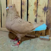 کفتر دم سفید