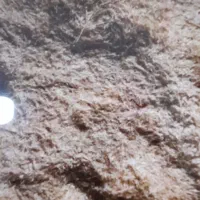 کاه کندم وجو