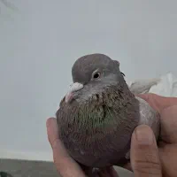 کبوتر کفتر|پرنده|هشتگرد, گلسار|دیوار