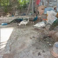 طاووس|پرنده|حمیدیه, |دیوار