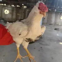 خروس گلین فروشی هر دوتا