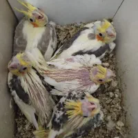 فروش جوجه عروس هلندی