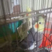 عروس هلندی درجه یک