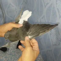 دم سفید