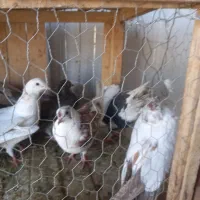 کفتر  یا کبوتر|پرنده|قم, چهل درخت‎|دیوار