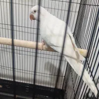 طوطی راهب آلبینو رام رام